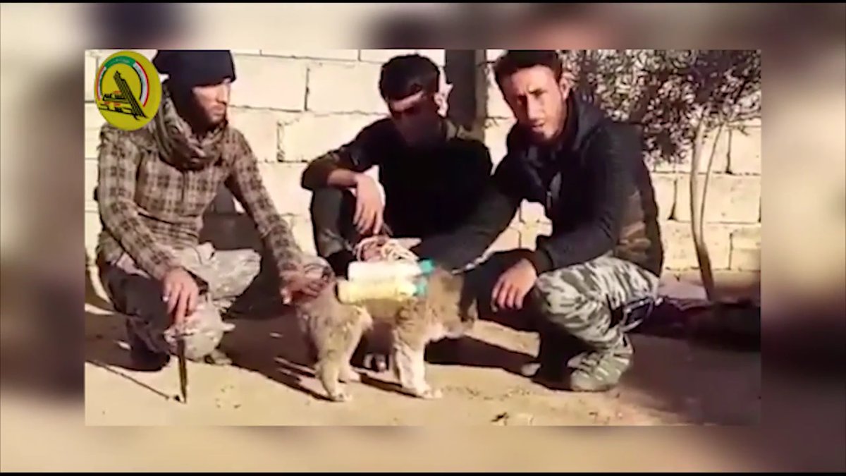 isis now using innocent animals to commit their suicide bomb