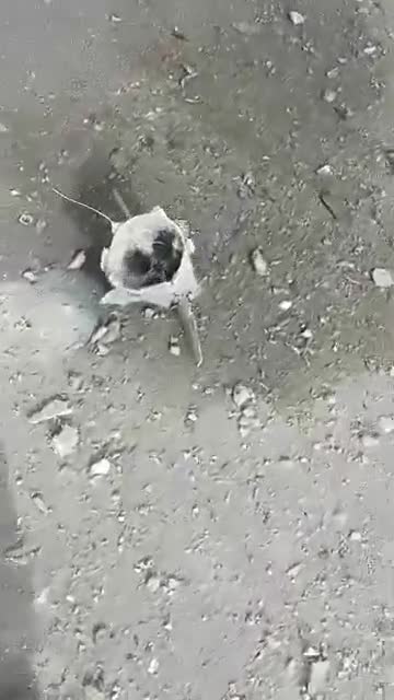 Syria: last night, the US-led Coalition bombed the former Zenobia Resort, turned into a military position under Assad, ~18 km South of Palmyra (East Homs)